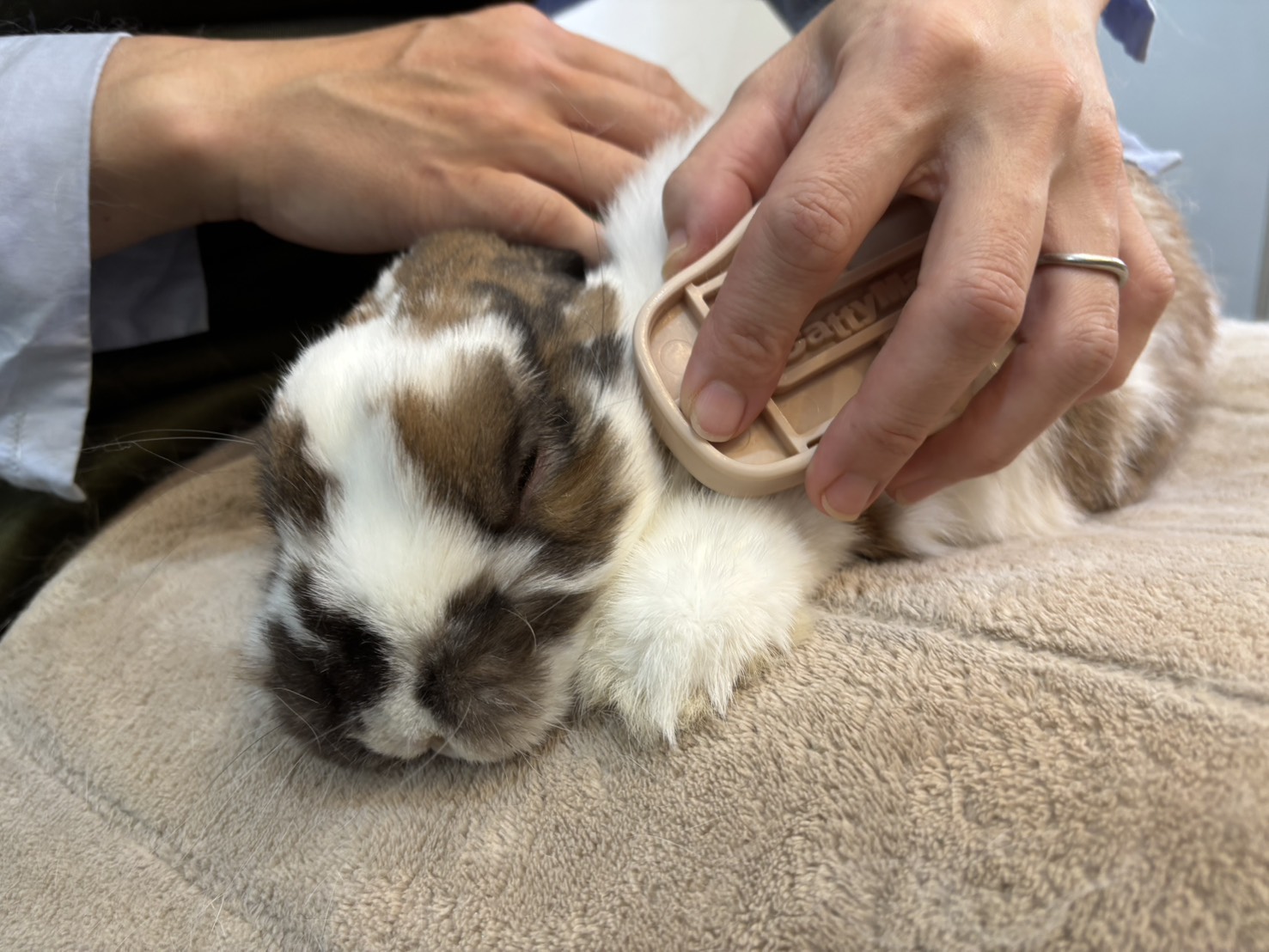 うさぎ専用ホテル