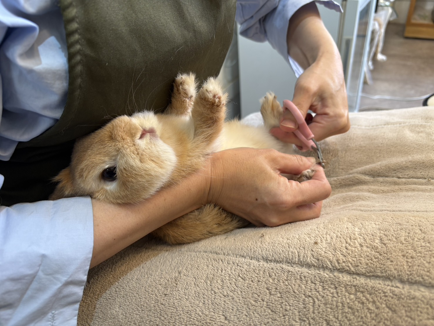 うさぎの爪切りの様子1
