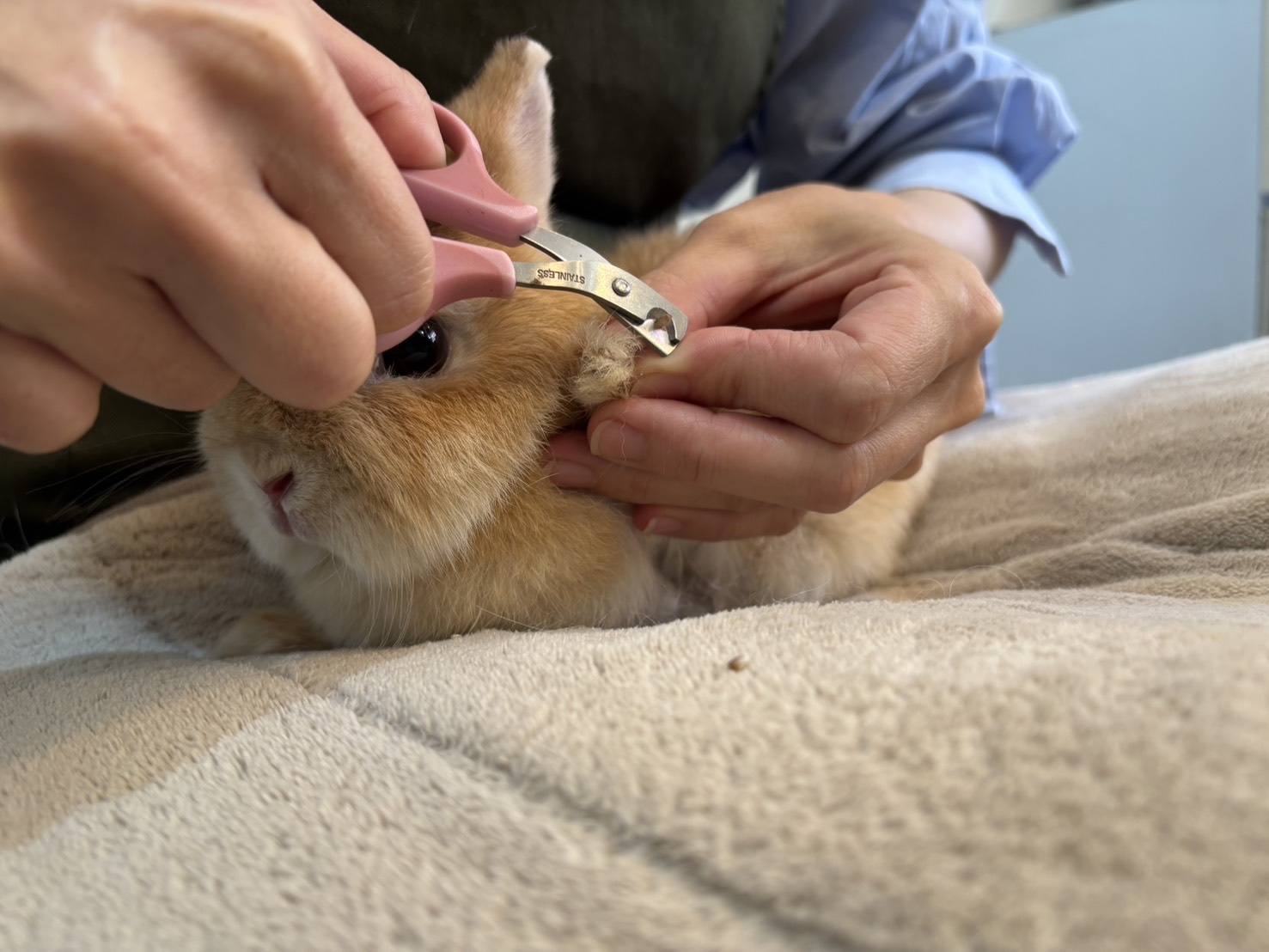 うさぎの爪切りの様子2