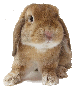 ホーランドロップ