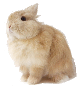 ジャージーウーリー