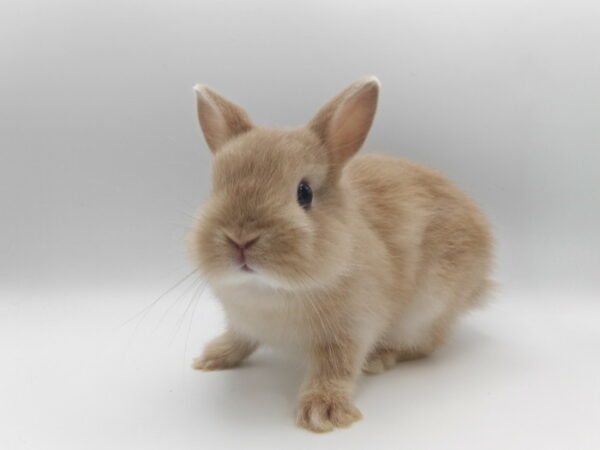 販売中のうさぎ – うさぎ専門店RabbitWish